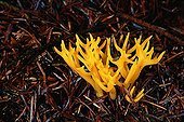 Yellow staghorn fungus through conifer needles France