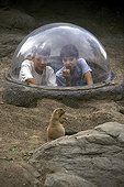 Boys observing a Prairie dog Zoo of New York USA