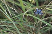 Azuré des coronilles posé sur de l'herbe Vallée du Doubs