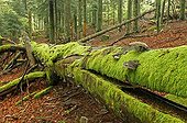 Tronc mort de conifère couché sous forêt primaire Vosges