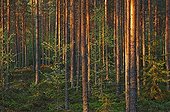 Sous bois de forêt de conifères Finlande
