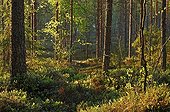 Sous bois de forêt de conifères Finlande