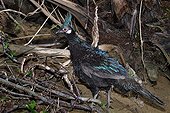 Malayan Peacock-Pheasant walking in underwood ; Zoological Garden : Le Jardin Aux Oiseaux in Upie