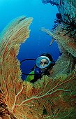 Diver observing the coral reef Sea Andaman Thailand