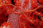 Brittle-star on Soft coral Andaman Thailand