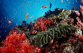 Coral reef Andaman Thailand