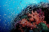 Coral reef Andaman Thailand