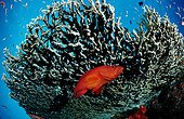 Coral hind Andaman Thailand