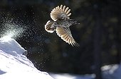 Spotted Nutcracker flying away from snow Queyras France
