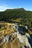 Mont Mézenc et forêt de conifères Auvergne France