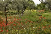 Jardin à gestion différenciée Vaucluse Provence France ; mare prairie naturelle et pelouse