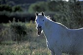 Neighing Camarguais horse Camargue France