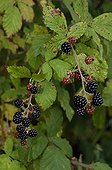 Blacberry France