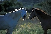 Foal and neighing Mare Camargue France