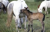 Mare and its neighing Foal Camargue France