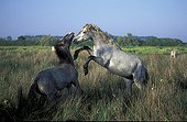 Fighting Camarguais horses Camargue France