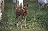 Neighing Foal in the middle the herd Camargue France