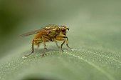 Common yellow dung fly on a leaf in a kitchen garden France