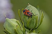 Fire bug on a Hollyhock's flower button France