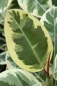 Indian rubberplant foliage Nice Alpes maritimes France