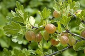 Gooseberry fruits France
