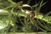 Water Spider ( Argyroneta aquatica ) with air-bubble