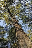 230 years old Durmast oak near Colmar Haut Rhin