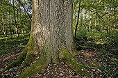 230 years old Durmast oak near Colmar Haut Rhin