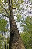 230 years old Durmast oak near Colmar Haut Rhin