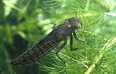Larva of Azure hawker on a plant Germany