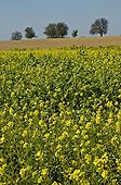 Field of blooming White mustard Bas-Rhin France 