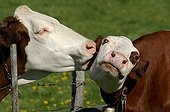 Tendresse entre deux vaches de part et d'autre d'une clôture