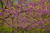 Gainier du Canada en fleurs à New York USA ; Arbre originaire de l'Est et du Centre des USA. Il est cultivé comme arbre ornemental dans le Nord Est des USA et en Europe de occidentale.
