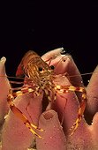 Shrimp on a sponge Sardinia