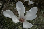 White Fleur of Magniolia in France March