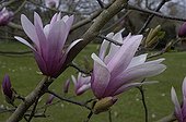Flowers of Magniolia 'Randy' in France March