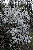 Spangled magniolia 'Life Star' in March France 