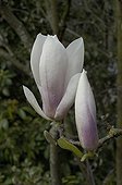 Magniolia 'Brozzoni' in France March