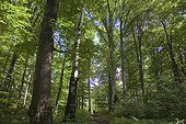 Forêt de moyenne montagne à la belle saison Roumanie ; Carpates. Parc Naturel de Gradistea Muncelului Cioclovina.