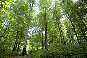 Forêt de moyenne montagne à la belle saison Roumanie ; Carpates. Parc Naturel de Gradistea Muncelului Cioclovina.