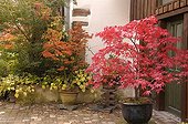 Maple of Japan in autumn in a court of garden