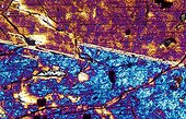 Lame mince de basalte demi-deuil vue en lumière polarisée ; Le basalte demi-deuil est un basalte alcalin avec de grandes baguettes de plagioclases et de pyroxène