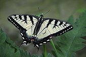 Eastern Tiger Swallowtail Butterfly on a plant Pennsylvania
