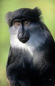 Sun-Tailed Guenon male portrait Forêt des Abeilles Gabon