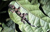 Gecko posed on a leaf in the Forêt des Abeilles Gabon