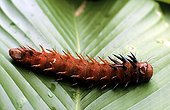 Caterpillar feigning death Forêt des Abeilles Gabon