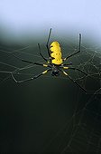 orbweaver spider on its cobweb Forêt des Abeilles Gabon