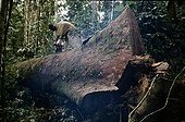 Logger cuting up an Okoume after clearing up Gabon ; In the Forêt des Abeilles.