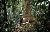 Logger cuting up an Okoume in the Forêt des Abeilles Gabon