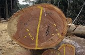 Okoume unbarked log marqued in the Forêt des Abeilles Gabon